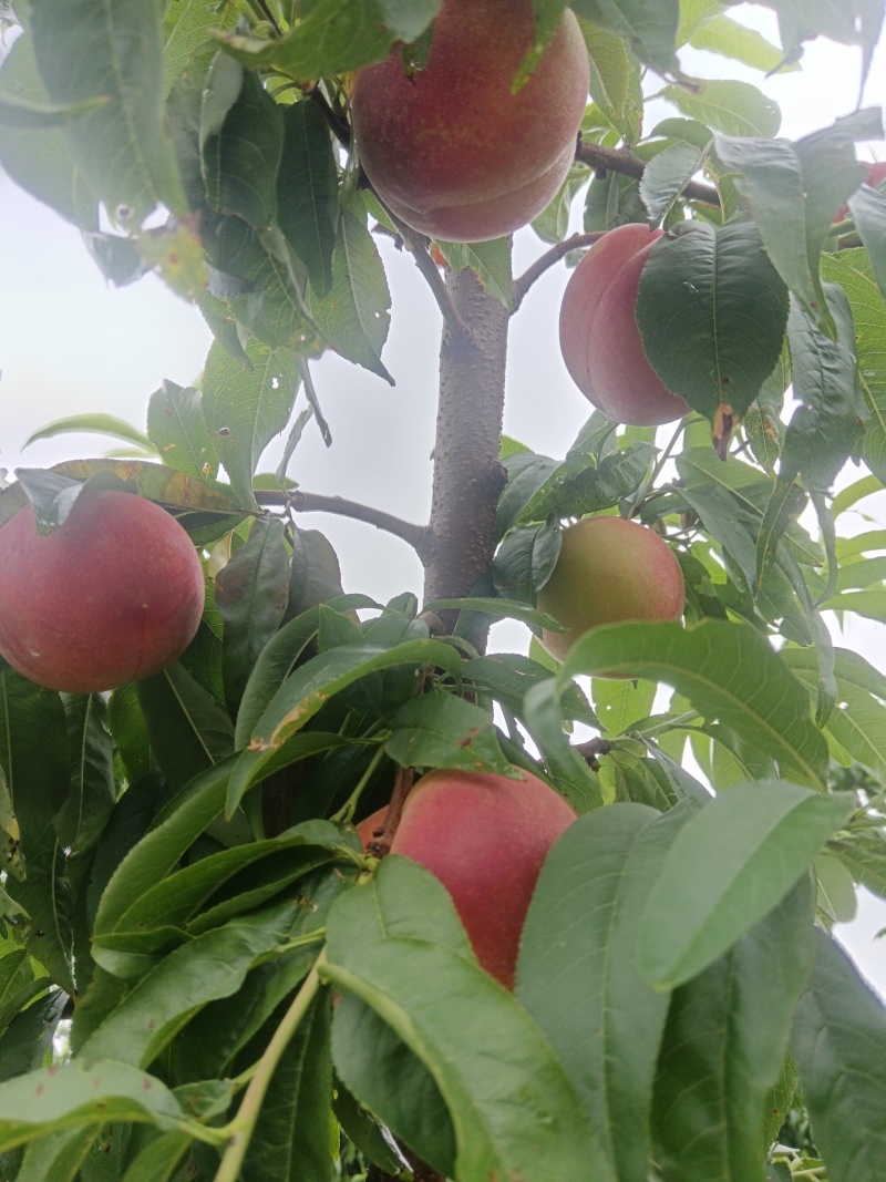 永莲蜜2号桃苗，六月中旬上市，大果，脆甜