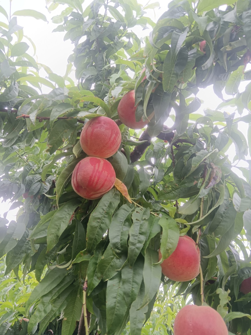 永莲蜜2号桃苗，六月中旬上市，大果，脆甜