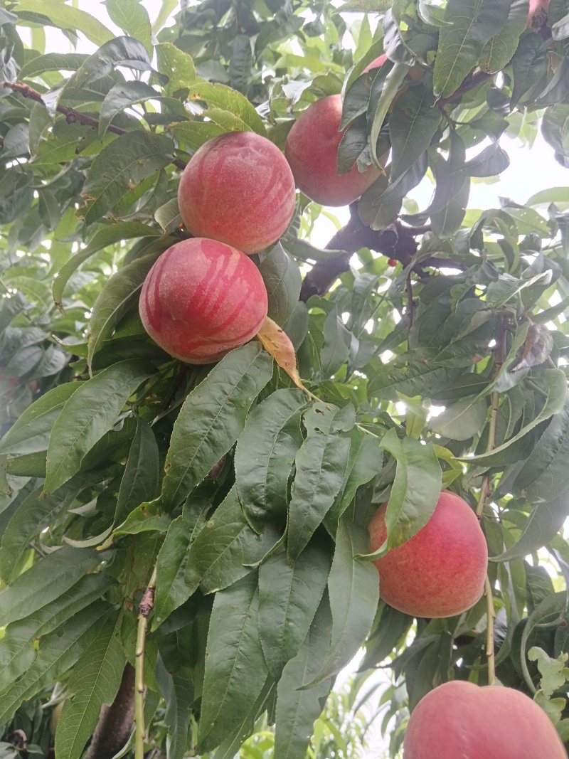 永莲蜜2号桃苗，六月中旬上市，大果，脆甜