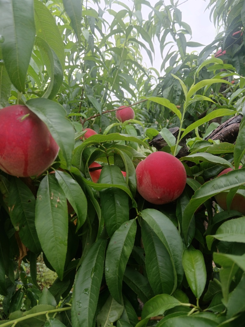 永莲蜜2号桃苗，六月中旬上市，大果，脆甜