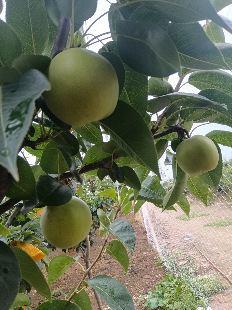 陕西城固苏香一号梨果实呈圆锥形或近圆球形，果皮为绿色