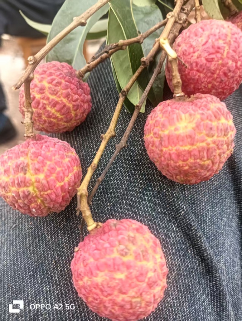 广西蒲塘禾荔-淮枝荔枝量大质优价格优惠支持视频看货