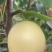 皇冠梨