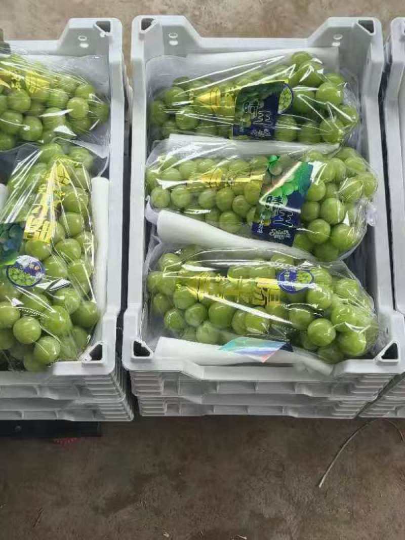 阳光玫瑰