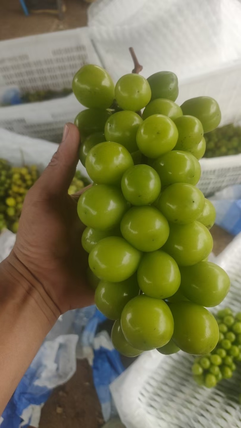 阳光玫瑰