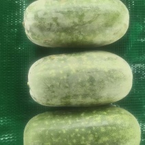 水果冬瓜大量有货，条形好，口感好，电商市场需要的联系