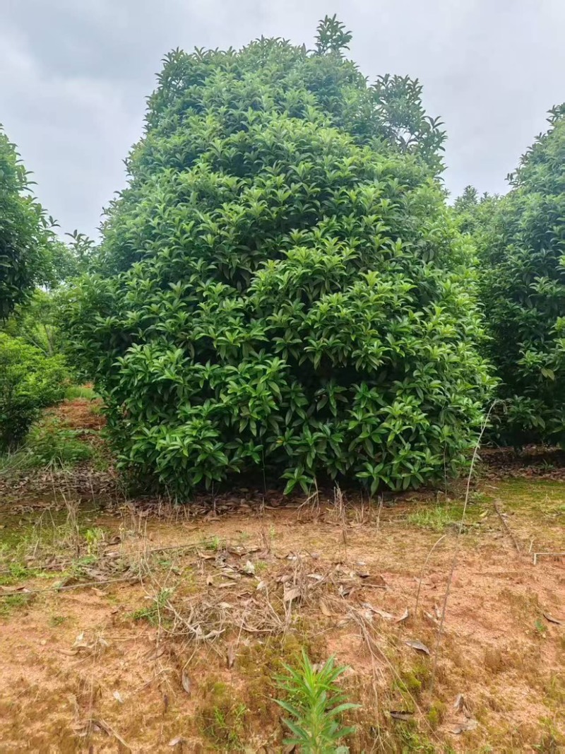 浙江精品球形落地金桂，价格优惠，规格齐全，欢迎订购