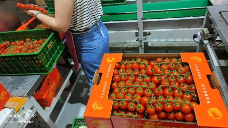 串串番茄🍅只做精品货