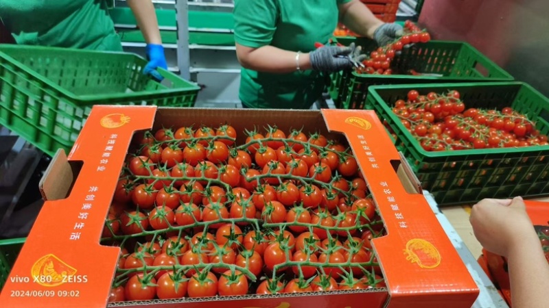 串串番茄🍅只做精品货