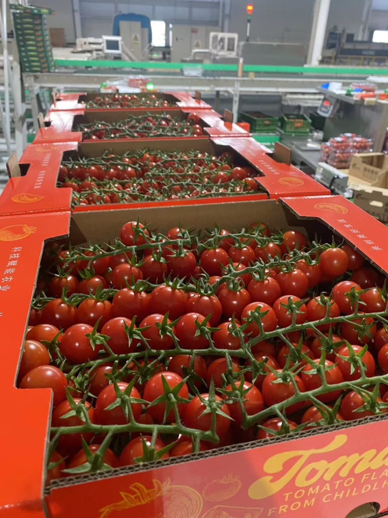 串串番茄🍅只做精品货