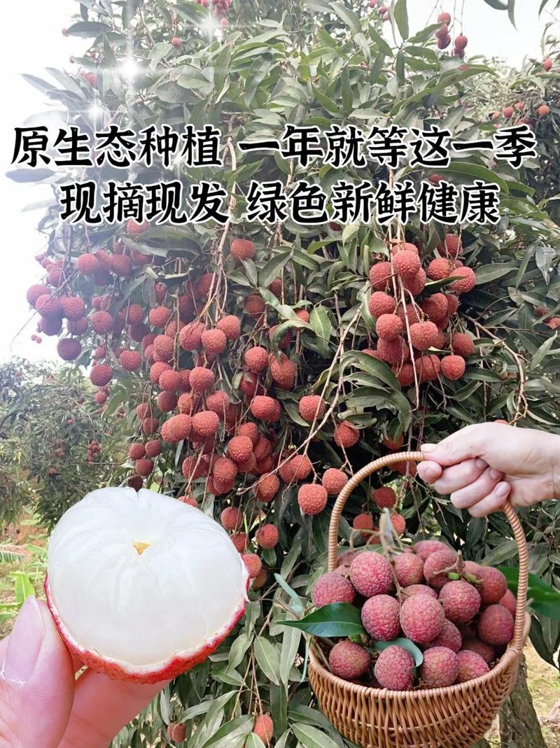 推荐乌叶荔枝黒叶荔枝皮薄肉厚薄汁多甜福建特产现摘现发欢迎联系