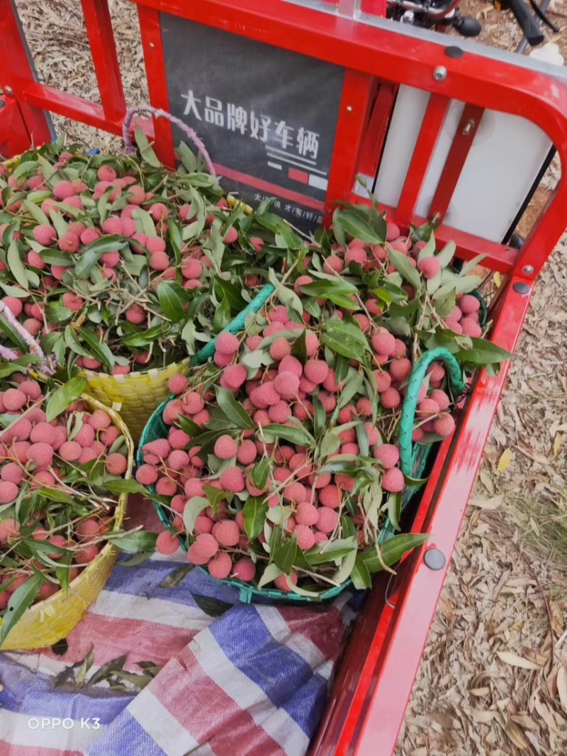 广西精品黑叶荔枝品种齐全现摘现发对接商超市场批发
