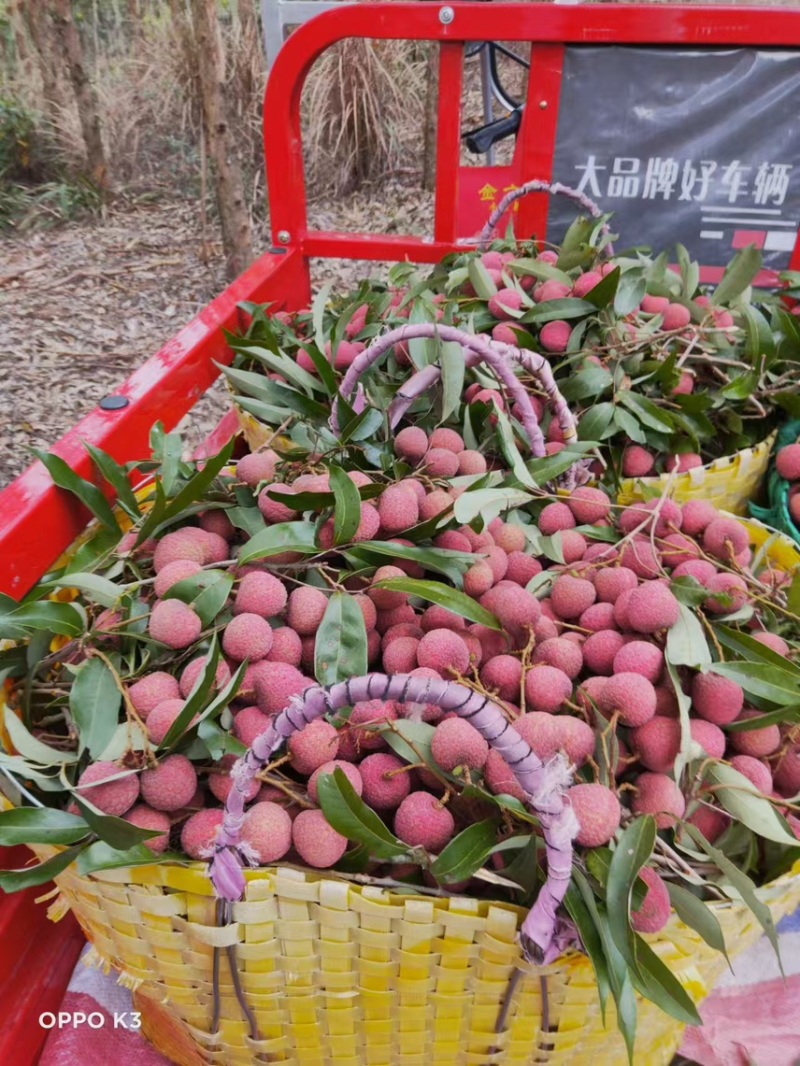 广西精品黑叶荔枝品种齐全现摘现发对接商超市场批发