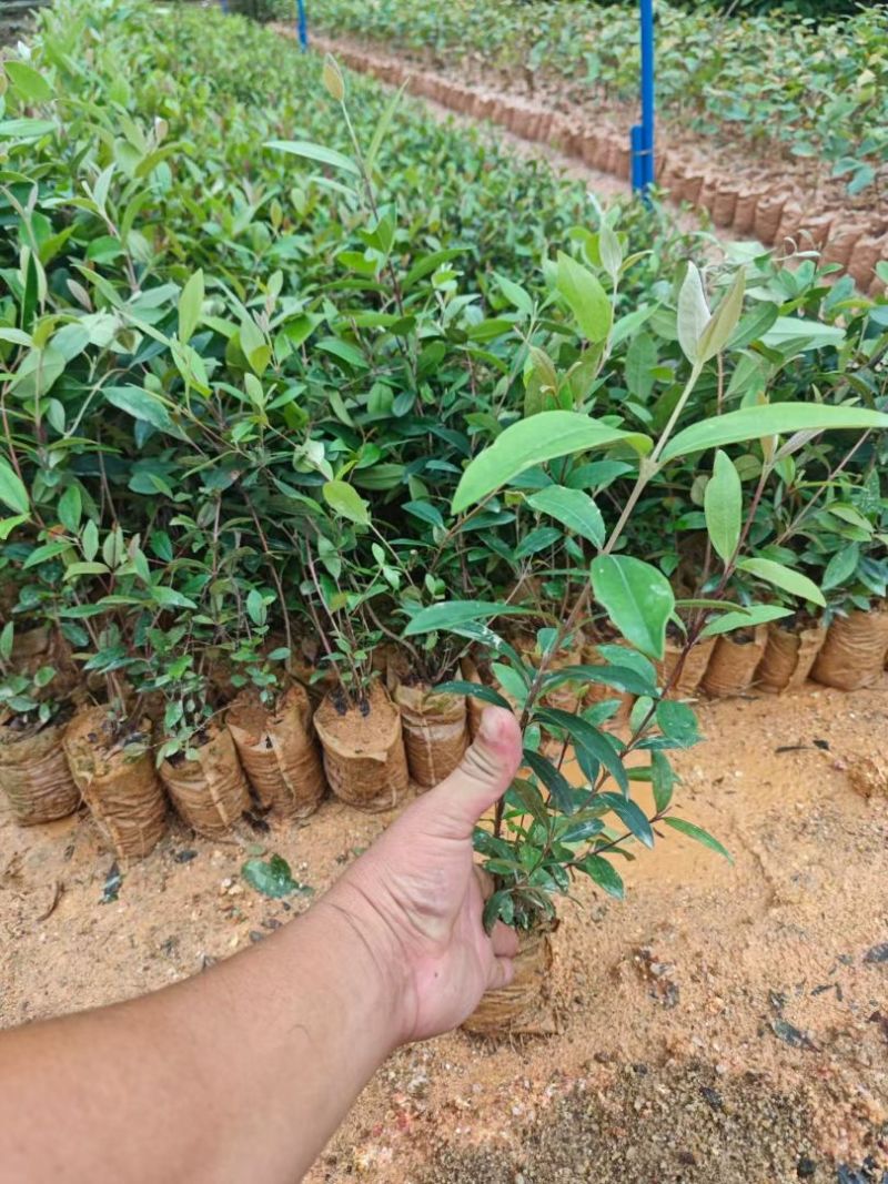 桃金娘15-40公分左右新苗桃金娘现货，现货，现货！