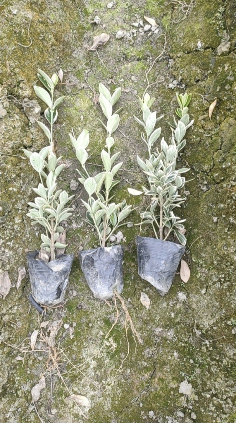 金边黄杨，高度30-50厘米，各种规格，基地直销