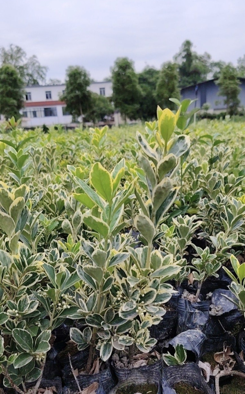 金边黄杨，高度30-50厘米，各种规格，基地直销