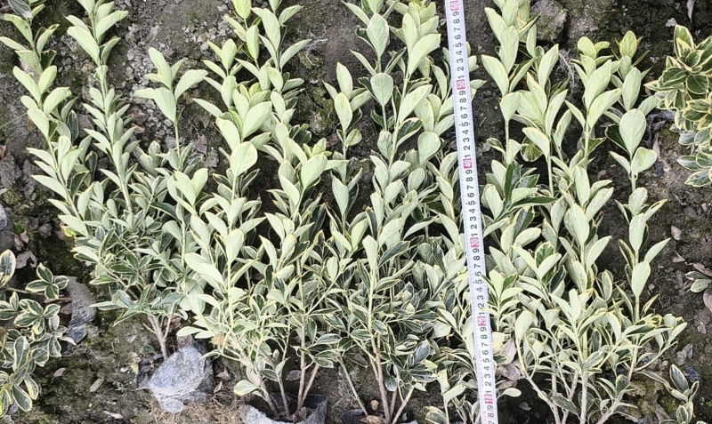 金边黄杨，高度30-50厘米，各种规格，基地直销