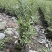 金边黄杨，高度30-50厘米，各种规格，基地直销