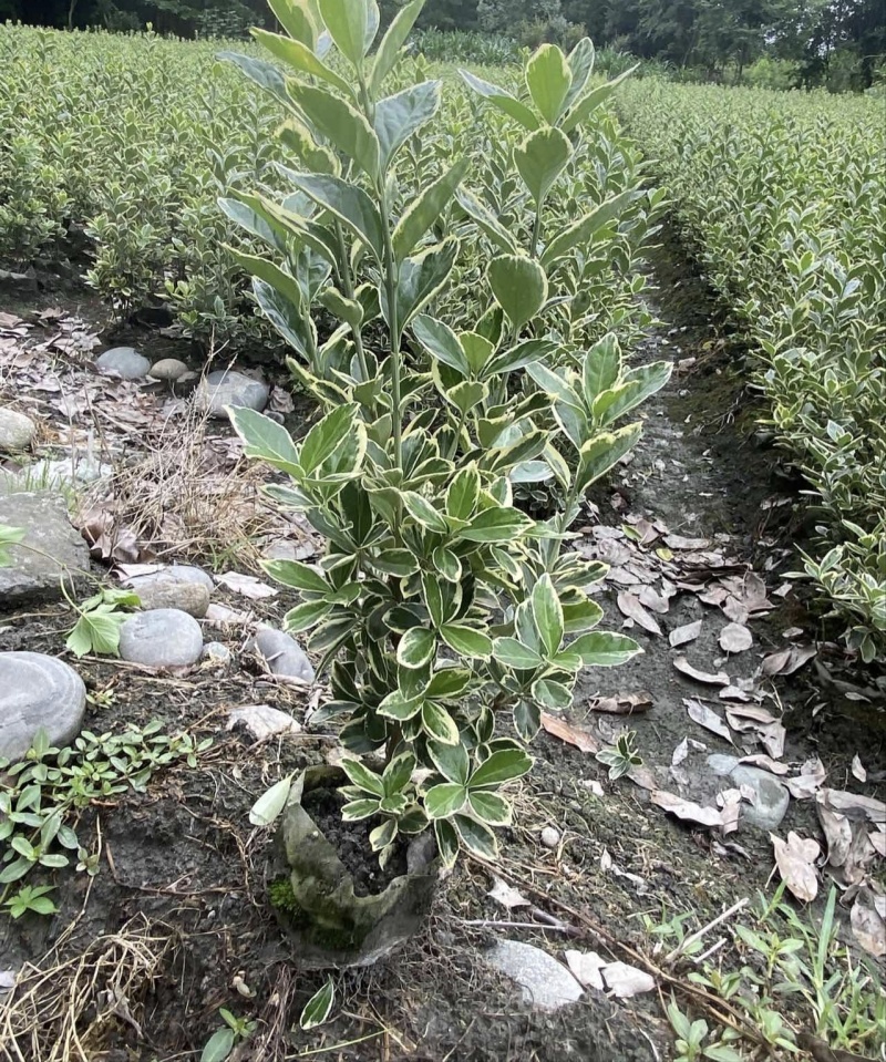 金边黄杨，高度30-50厘米，各种规格，基地直销
