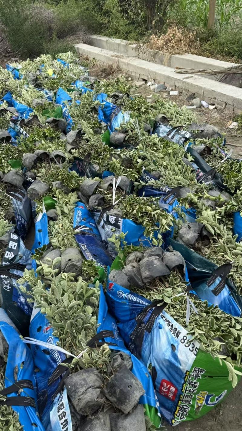 金边黄杨，高度30-50厘米，各种规格，基地直销