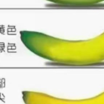 西安市香蕉批发西安实体店看货物流可发货。青蕉二黄大黄都有