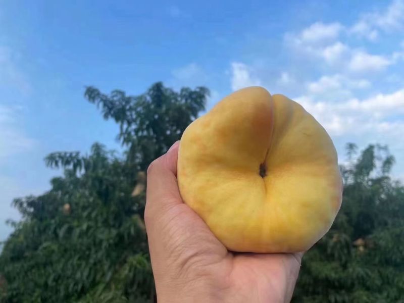 黄桃