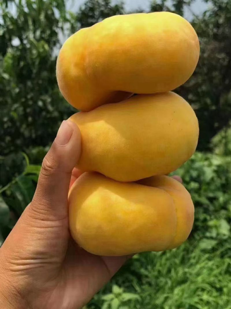 黄桃