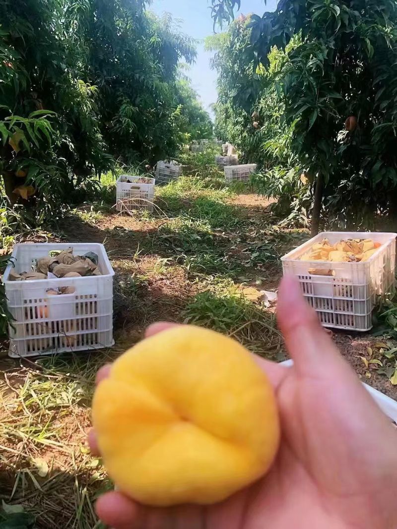 黄桃