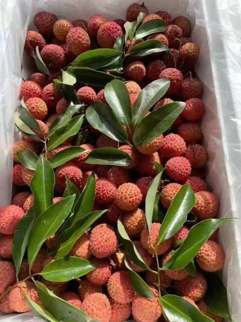 深圳南山桂味