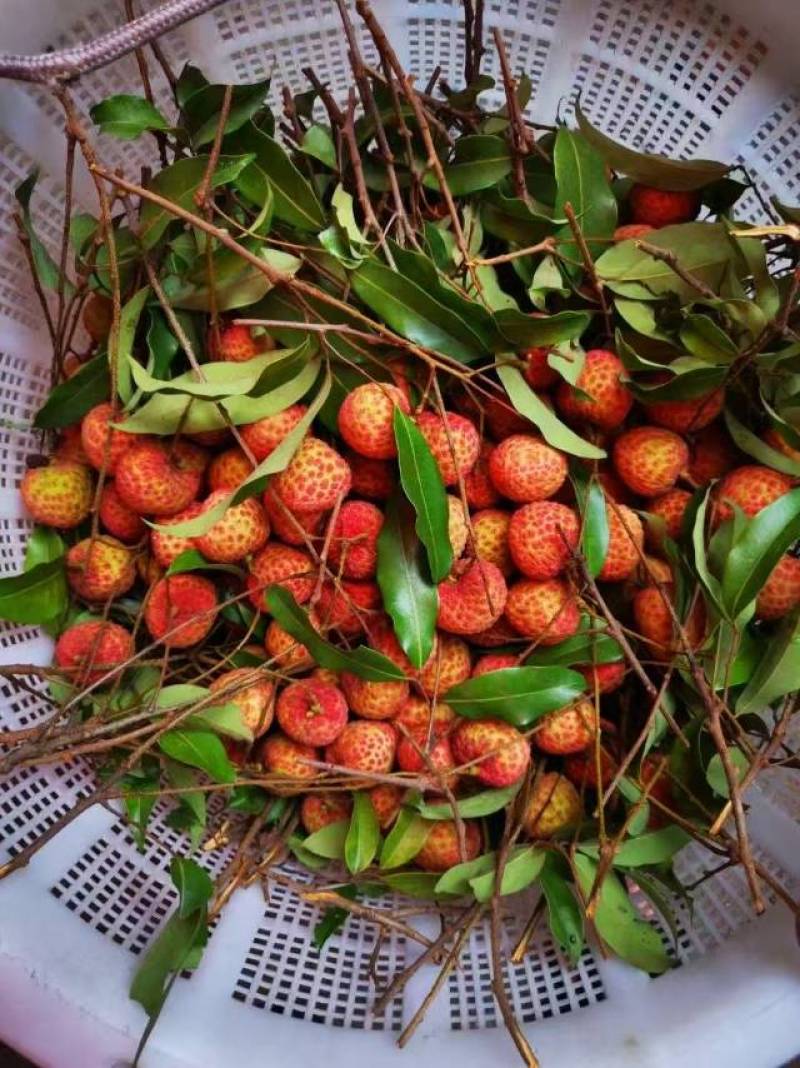 深圳南山桂味