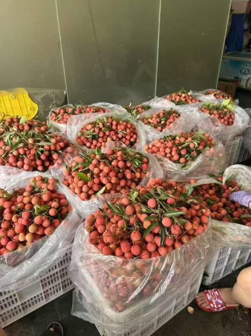 深圳南山桂味