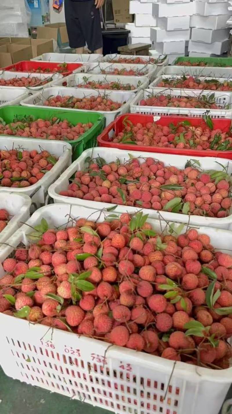 深圳南山桂味
