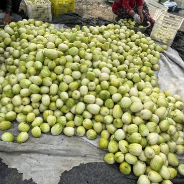 中国台沟甜瓜大量现货产地直销一手货源，植根甜瓜，不打甜蜜