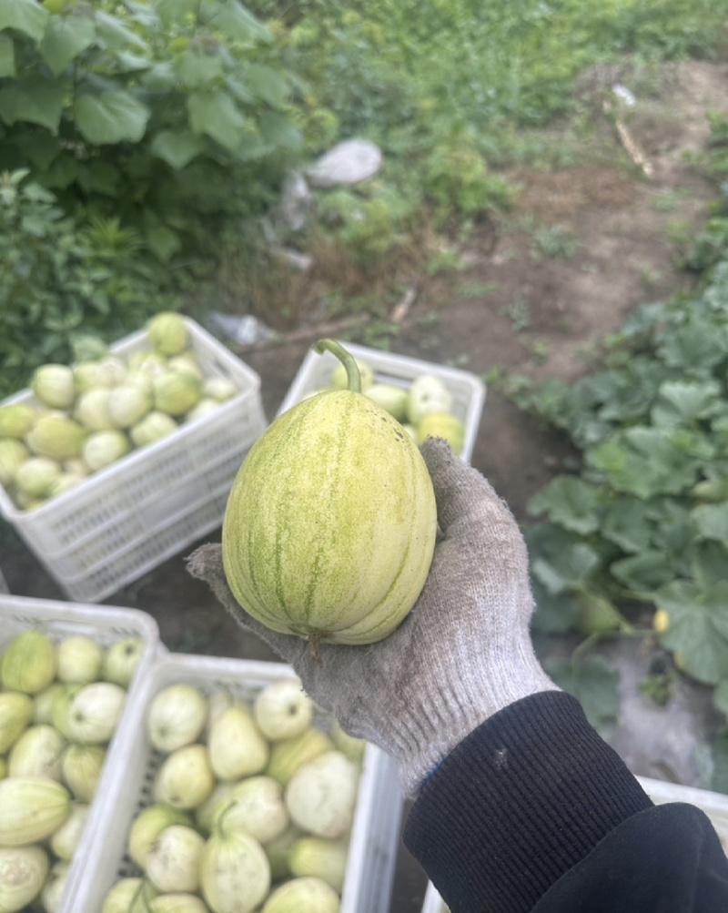 中国台沟甜瓜大量现货产地直销一手货源，植根甜瓜，不打甜蜜