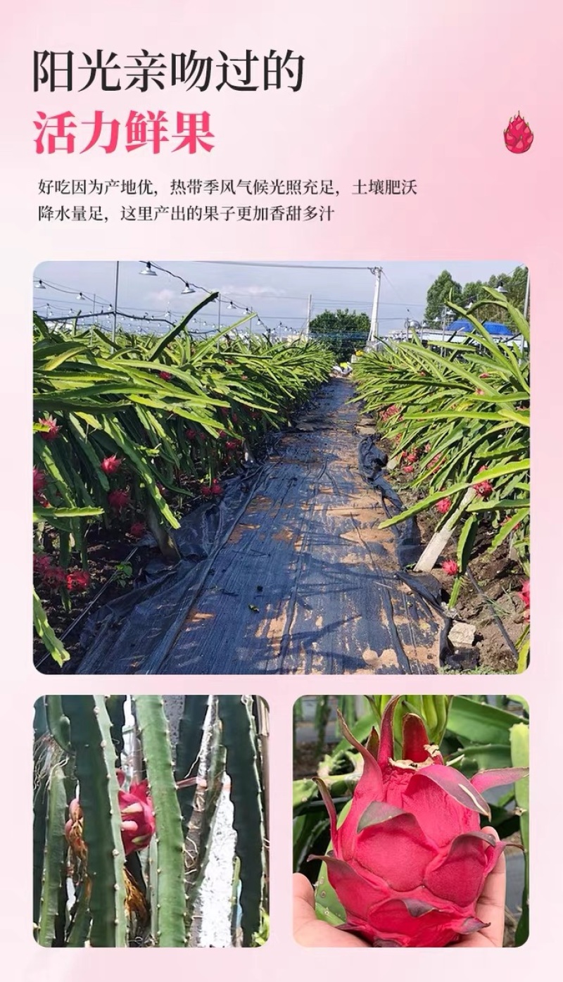 广西红心火龙果5斤新鲜当季水果金都一号火龙果产地直发