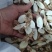 仿野生牛大力中牛切片干粉质无硫精品