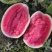新疆昌吉金城五号安农二号货源充足，基地直供欢迎电话联
