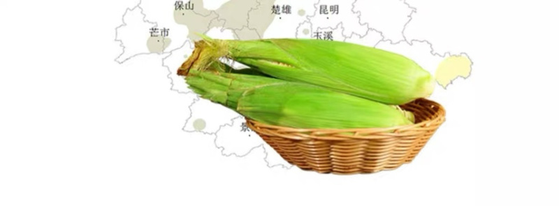 云南金银水果玉米新鲜生吃水果玉米棒子甜糯产地直发包邮