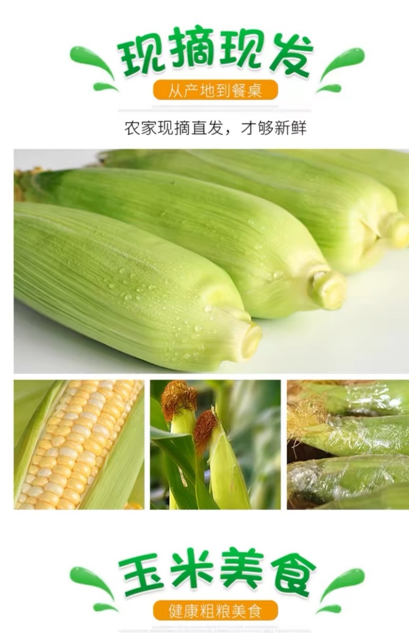 云南金银水果玉米新鲜生吃水果玉米棒子甜糯产地直发包邮