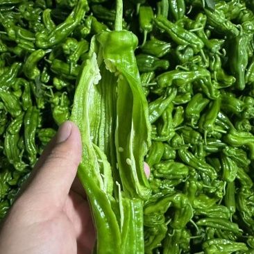 芜湖椒，价格齐全规格齐全，欢迎全国各地老板前来看货收货。