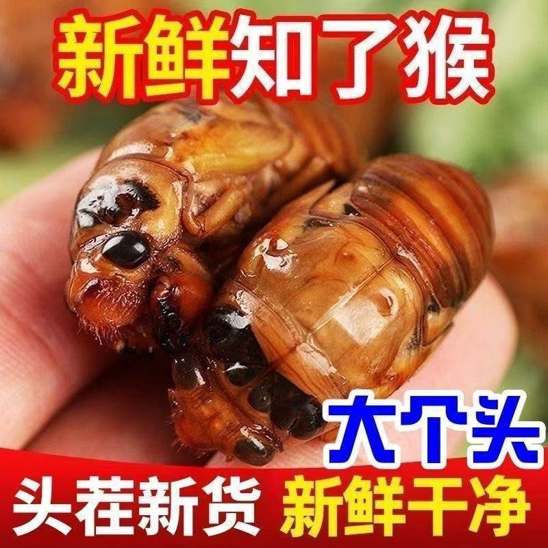 《实力》山东知了猴冷链发货全国发货保质保量一条龙服务