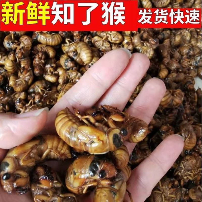 《实力》山东知了猴冷链发货全国发货保质保量一条龙服务