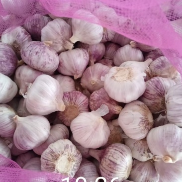 干大蒜源头产地批发直供，各市场，商超，电商可高质量供应