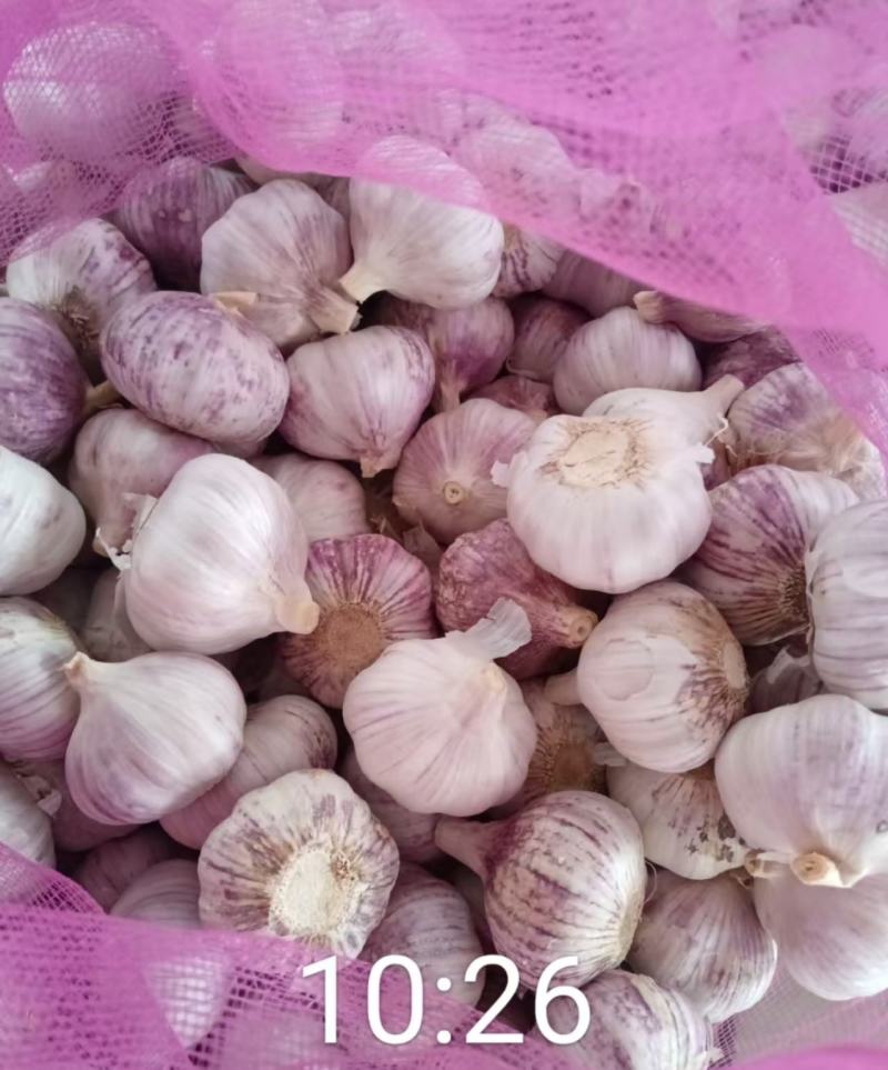干大蒜源头产地批发直供，各市场，商超，电商可高质量供应