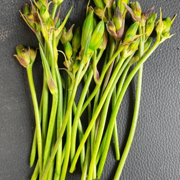 野生金针菜