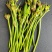野生金针菜