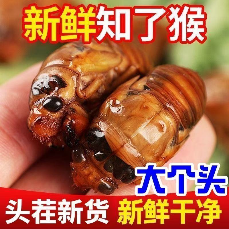 《精选》2025年新货金蝉蝉蛹知了猴抖音快手淘宝一件代发