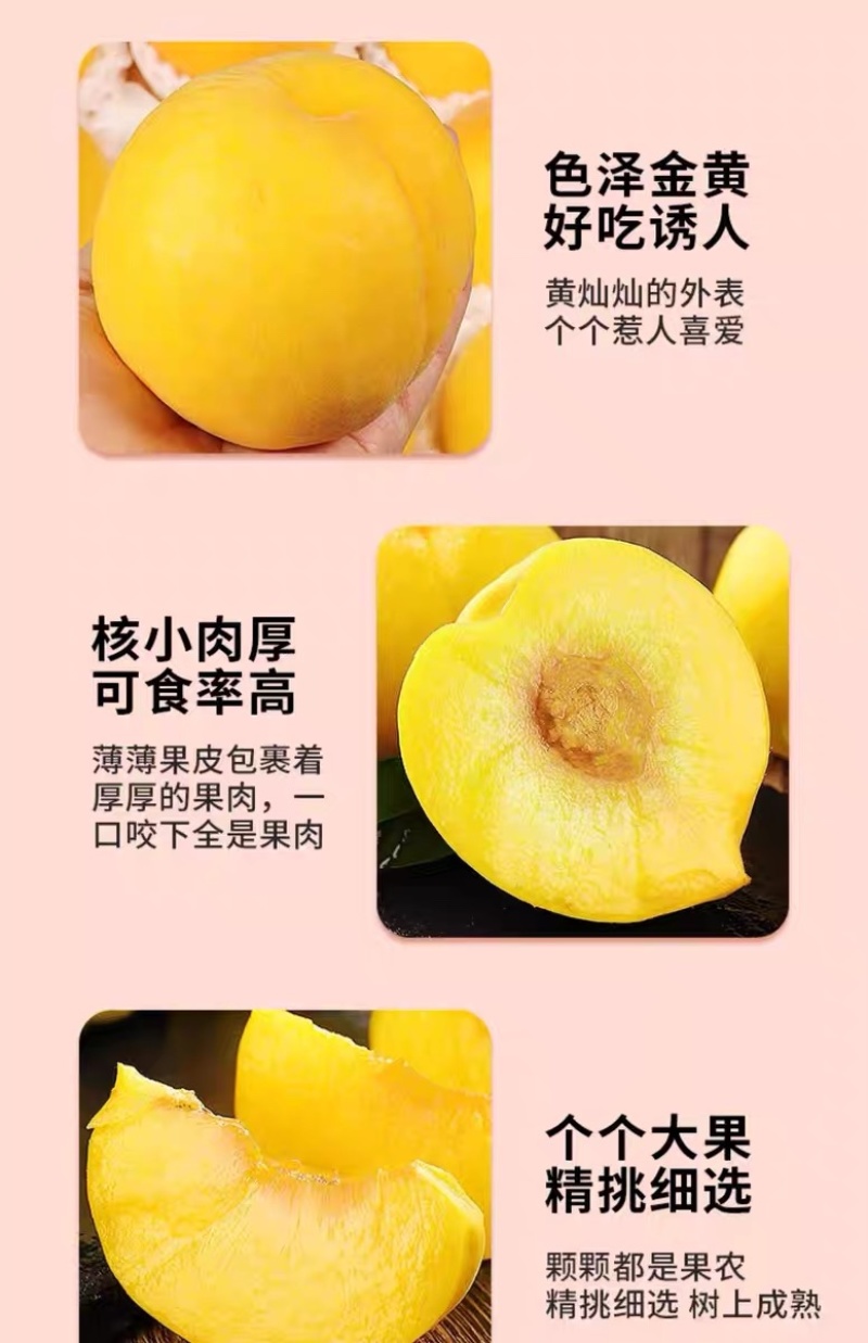 山东蒙阴黄油桃新鲜水果现摘现发黄金肉蜜