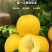 山东蒙阴黄油桃新鲜水果现摘现发黄金肉蜜