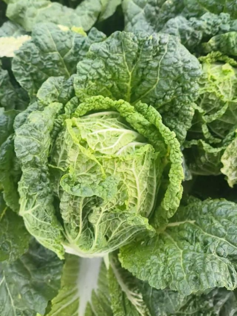 翠龙秋晓大白菜种子抗病冬储耐寒抗热青杂白菜籽秋季蔬菜